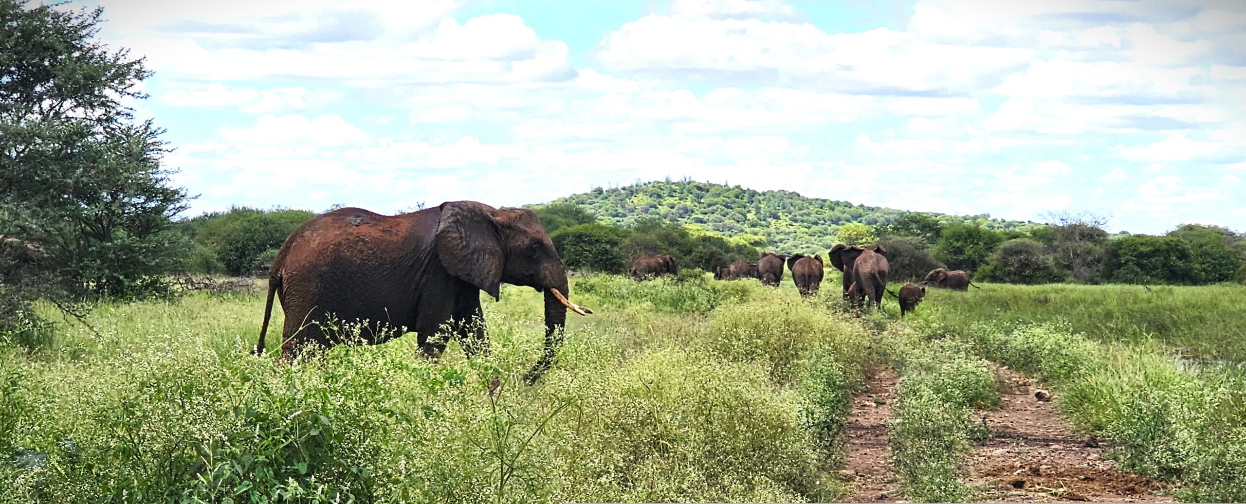 Barry Cafe:  Wildlife – Taking the High Road