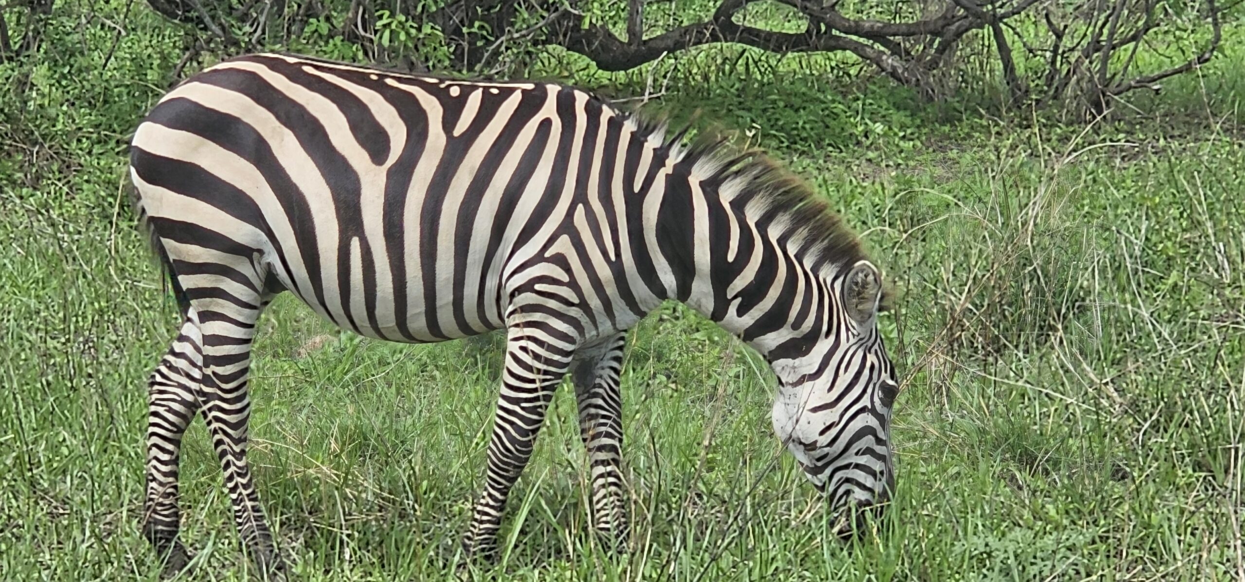 Tanzania Project!